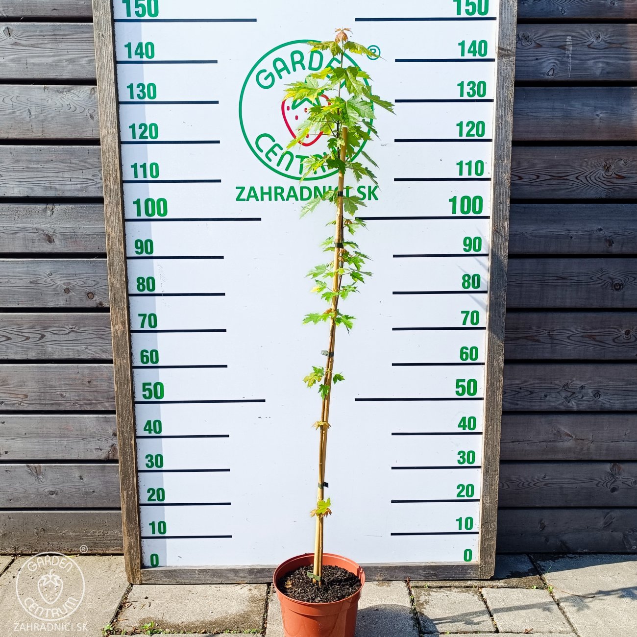 Obrázok Javor červený (Acer rubrum) ´AUTUMN FLAME´ - výška 90-130 cm, kont. C5L